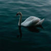 swan-lake