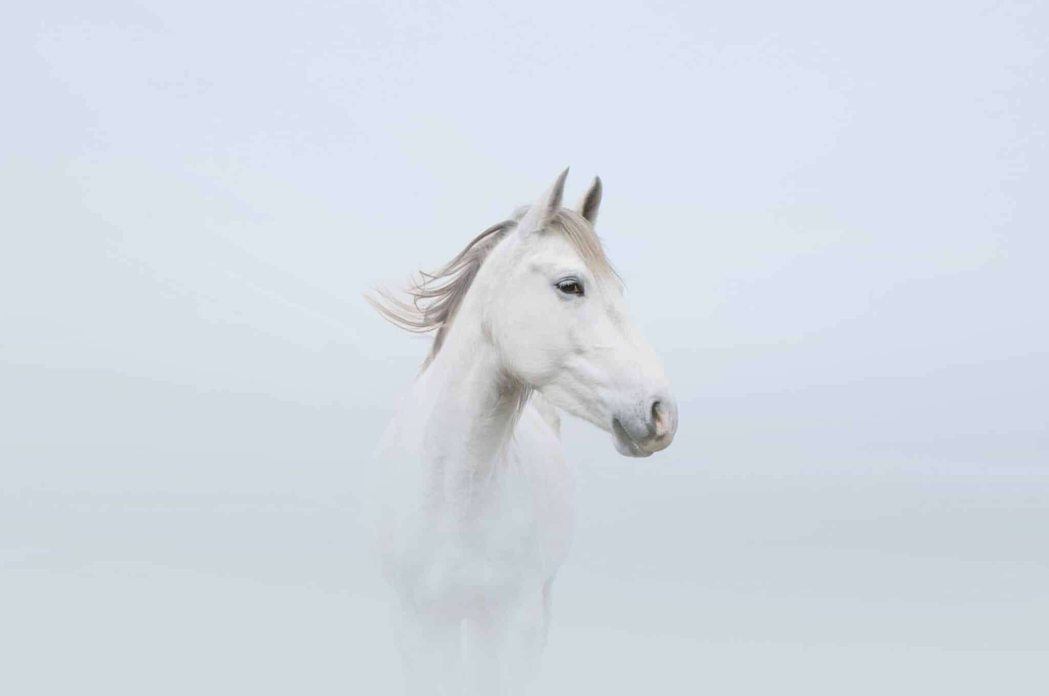 white-horse-petros-koublis